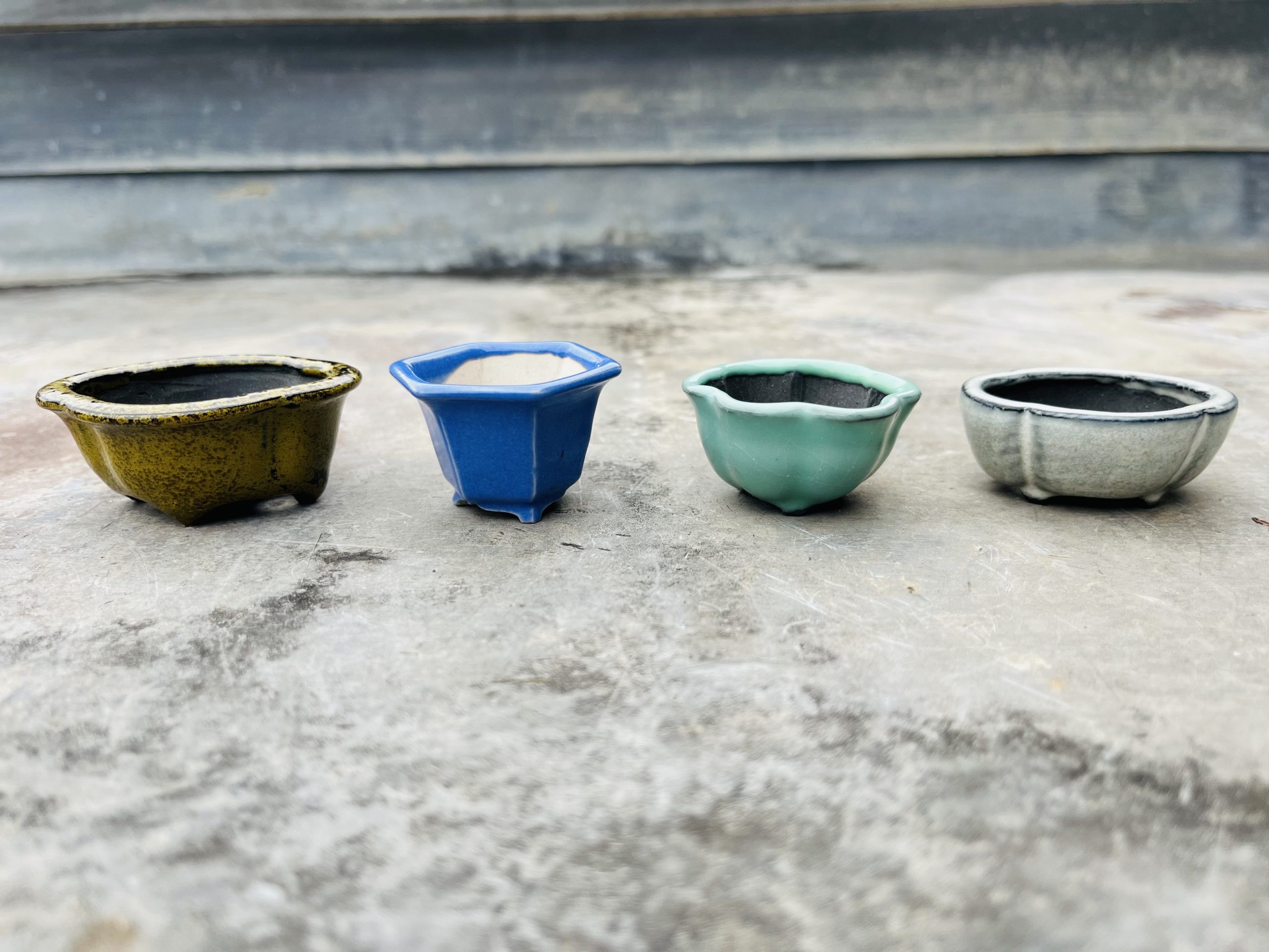 a mame bonsai pots by Shisui Hara appearing in Bonsai Q