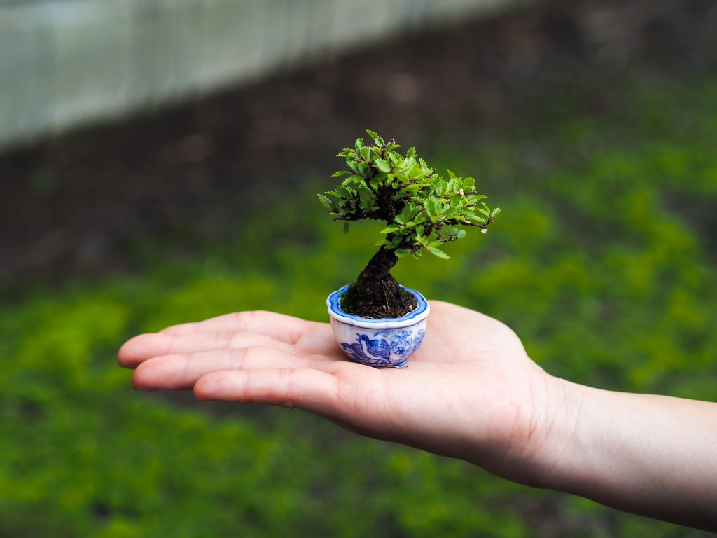 a mame bonsai pots by Yuzan Fujikake.