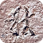 signature, Rakkan on the mame bonsai pot is by Aki Kishinami