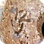 signature, Rakkan on the mame bonsai pot is by Machinao Imaoka in Japan