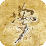 signature, Rakkan on the mame bonsai pot is by Muto Shinomiya