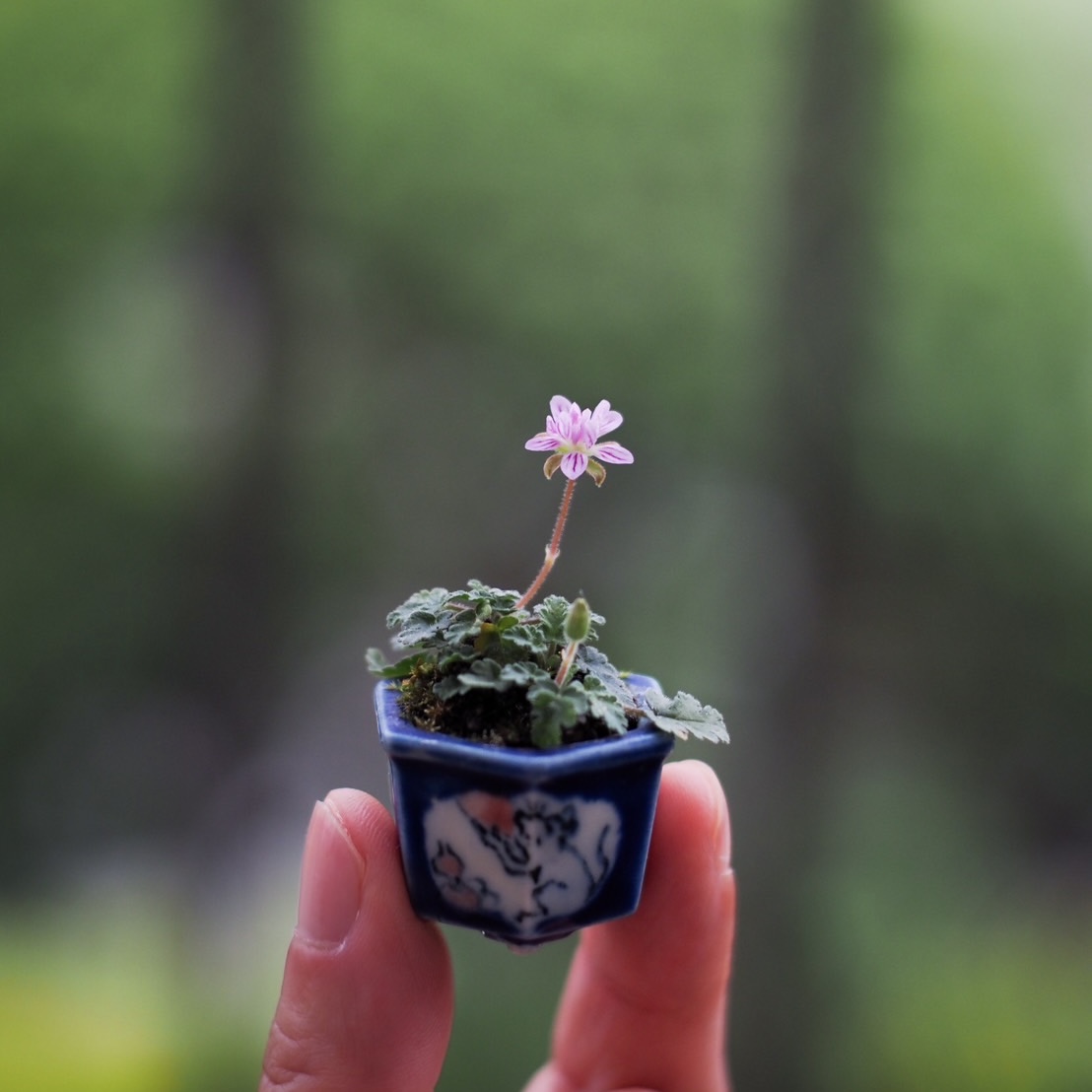 a mame bonsai pots by Taiga Saito appearing in Takako Ishikawa