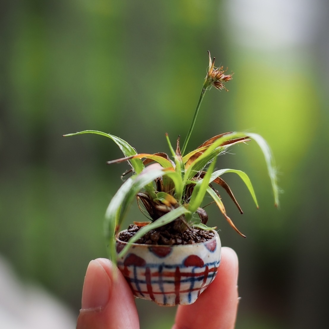 a mame bonsai pots by Taiga Saito appearing in Takako Ishikawa