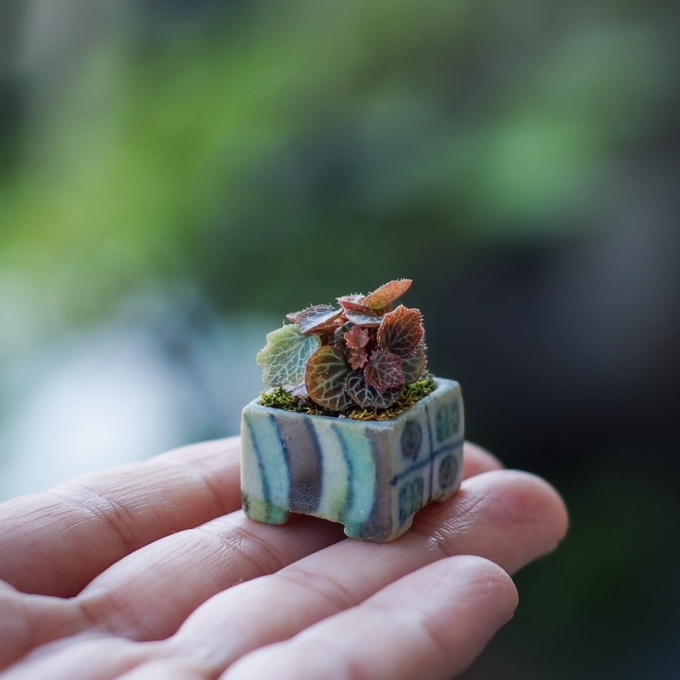 a mame bonsai pots by Taiga Saito appearing in Takako Ishikawa