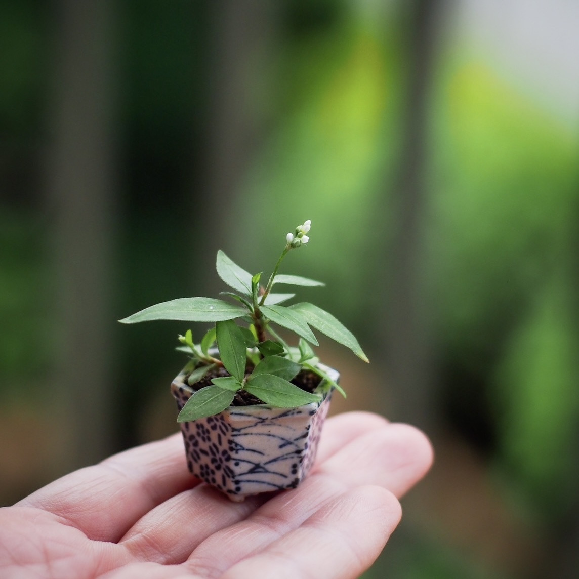 a mame bonsai pots by Taiga Saito appearing in Takako Ishikawa