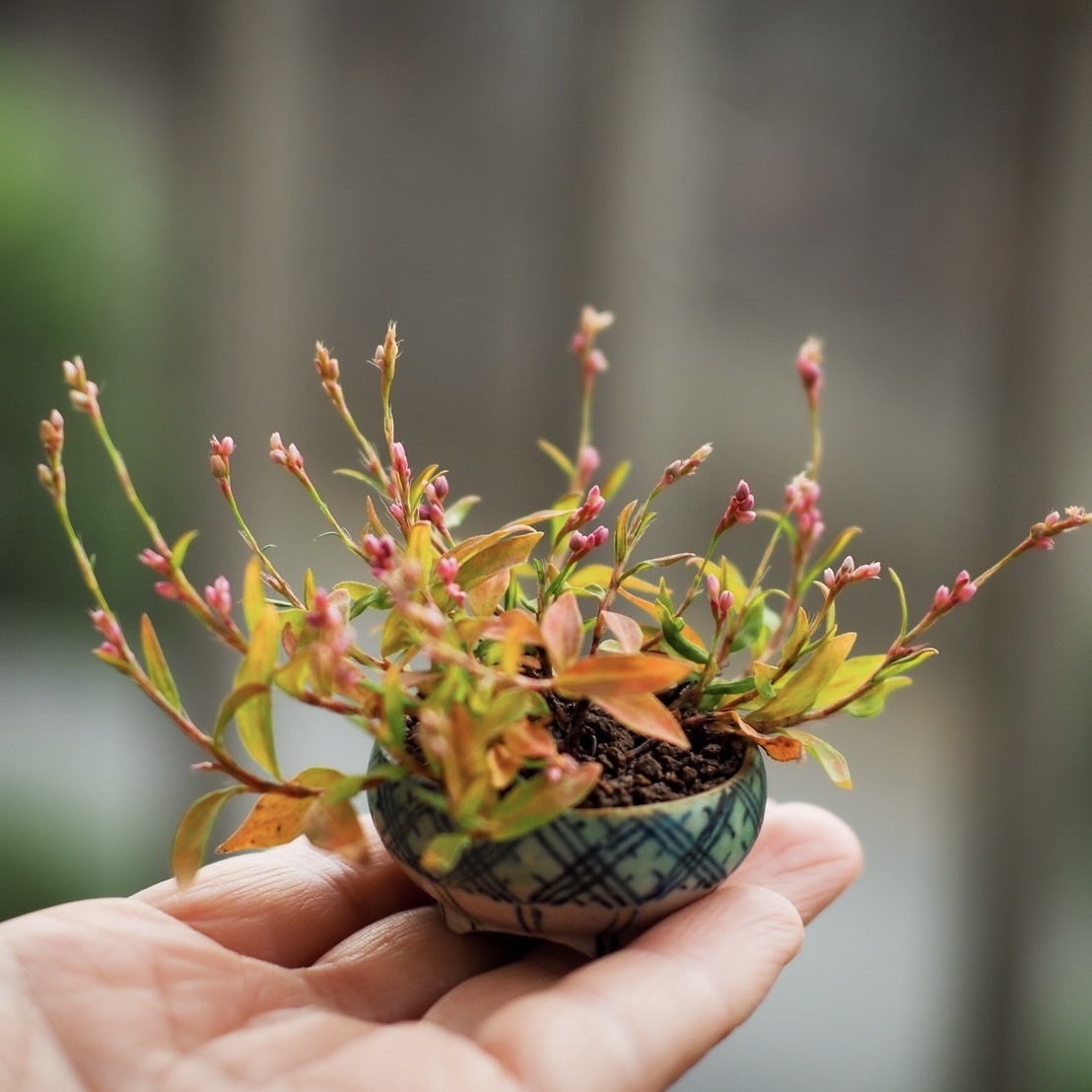 a mame bonsai pots by Taiga Saito appearing in Takako Ishikawa